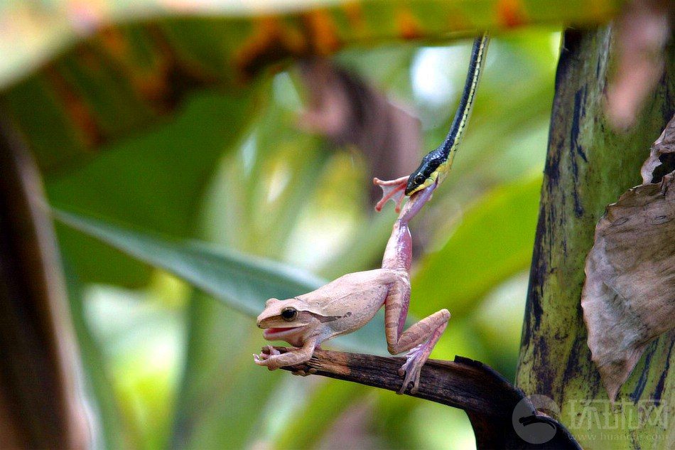 印尼西爪哇地区，摄影师Syaiful Arif拍摄到了绿树蛇在芭蕉树上捕食青蛙的全过程。这条绿树蛇缠绕在芭蕉树上，紧紧咬住青蛙的腿部不松口，意欲将青蛙生吞活剥，虽然这只青蛙垂死挣扎，但是却依然逃脱不了成为盘中餐的命运，绿树蛇最终成功捕食青蛙饱餐一顿。