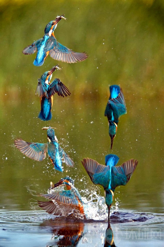 英国贝德福德Elstow，摄影师托尼·豪斯在河边观察数日，终于成功捕捉到了这个美妙的瞬间——一只蓝色翠鸟一头载入水里捕鱼，再以飞快地速度返回空中。这张照片是以六个镜头拼接而成，形成一个独特的观感。