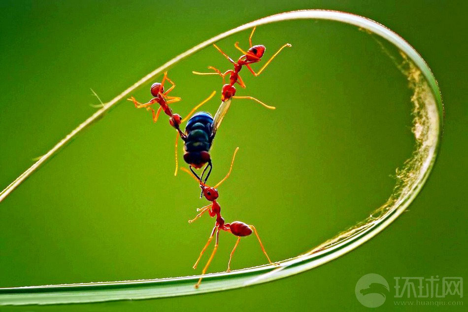 摄影师Deni Alisaputra拍到极为难得的图片，这些会让你感到震惊，蚂蚁间上演了猎物争夺战，它们拉扯着自己两倍体积的苍蝇，从各个方向争夺属于自己的食物，直到撤下一块猎物，并把这些食物运会自己的巢穴。
