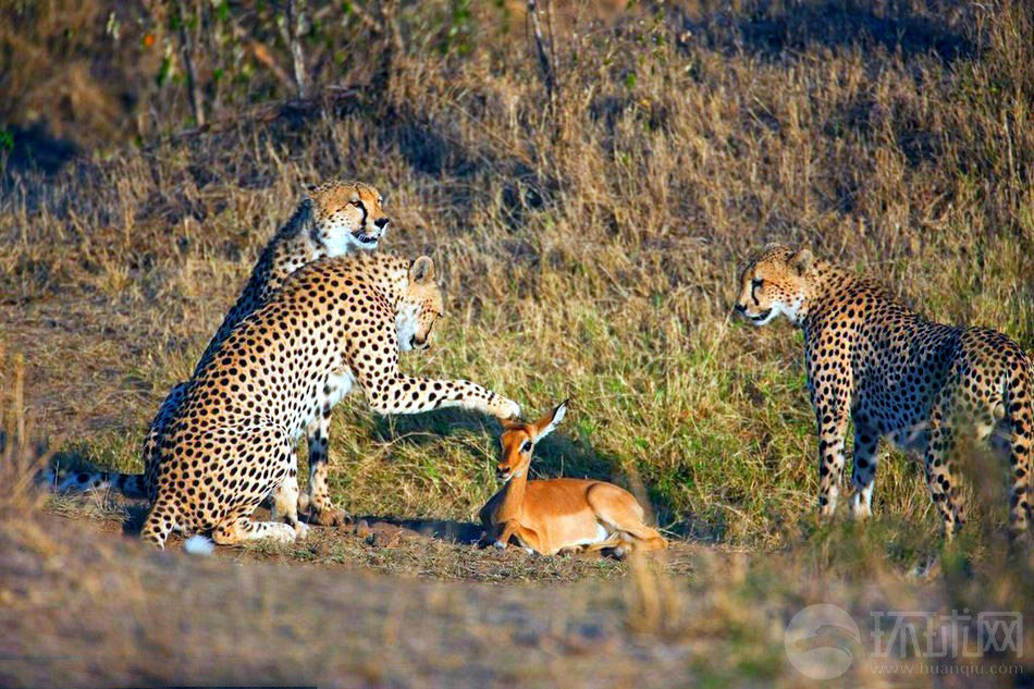 这张照片展示了不同寻常的一幕：猎豹抚摸小鹿。野生动物摄影师Paul Goldstein在非洲拍摄了这些照片，猎豹真地会改变他们的习性吗？答案是否定的。绝对不会违背自然本性。猎豹是一种野生动物，当他们变得很饥饿的时候，娱乐的时间就结束了，他们的宠物便会成为一顿美餐。
