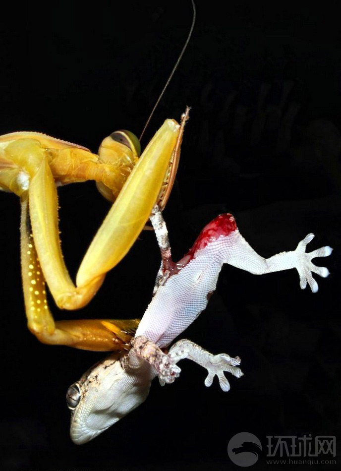 螳螂的身体仅有几厘米长，但它拥有可怕的食欲，完全能够吞下自己体长两倍的猎物。荷兰摄影师最新拍摄到螳螂猎食一条蜥蜴的全过程。