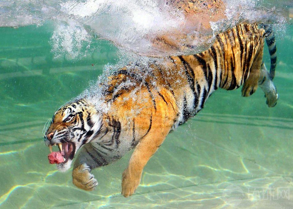 美国加州Vallejo，一只名叫Akasha的孟加拉虎跳入水中扑食勇猛无比。