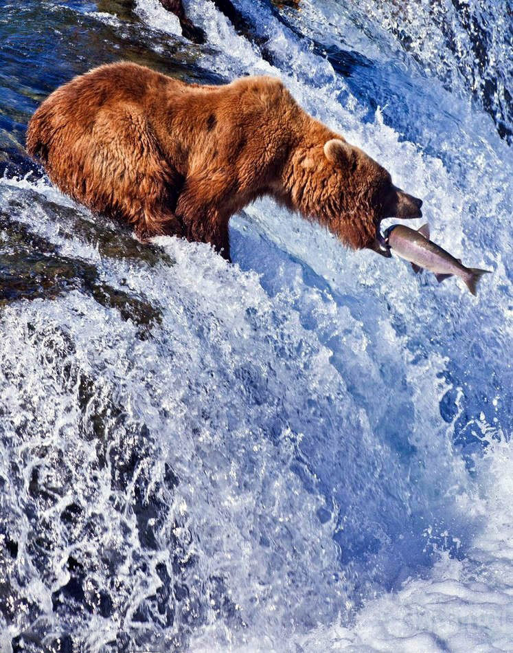 摄影师Gleb Tarro在美国阿拉斯加卡特迈国家公园内捕捉到了这一惊险有趣的景象。一只灰熊站在布鲁克斯瀑布边上，伸长脖子捕食水里鲜活的大马哈鱼，仿佛在说：“终于可以饱餐一顿”。