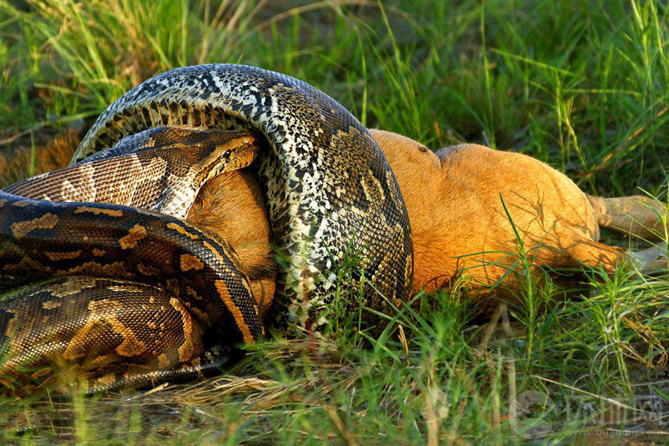 南非大草原上演了自然界中惊心动魄的一幕：一条大蟒蛇紧紧缠绕着一只比它的嘴巴大很多的角马，并试图囫囵吞下这只角马。这难得一见的场景被35岁的摄影师鲁迪（Rudi Hulshof）拍了下来。
