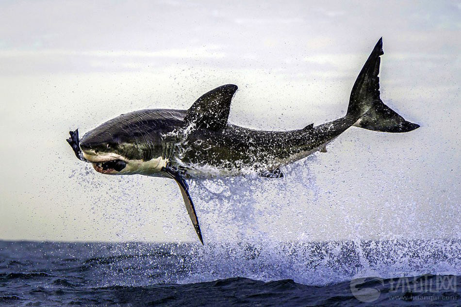 摄影师达纳•艾伦（Dana Allen）近日在南非开普敦近海的福尔斯湾（False Bay）捕捉到大白鲨跃出海面捕食海豹的震撼画面。只不过，它口中的美食是摄影师抛去的假海豹。