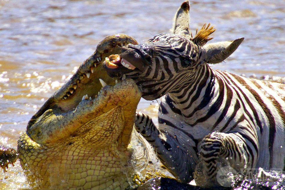 肯尼亚的马拉河上演了一场自然界食物链中的生死搏斗：一匹坦桑尼亚塞伦盖蒂平原上的斑马试图越过该河，不料却成为几条饥饿凶残的鳄鱼的嘴下亡魂。这匹斑马被这些鳄鱼撕扯吞食，最后仅剩下一张皮。这令人吃惊的一幕被德国野生动物摄影师加布里埃拉•施特布勒（Gabriela Staebler）用相机记录了下来。