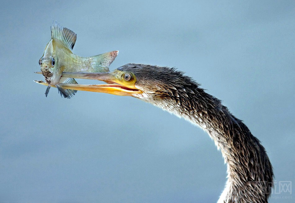 摄影师在美国加州的大沼泽地国家公园拍摄到了美洲鸵鸟大口吞咽鱼儿的精彩画面。这只鸵鸟在捕捉到鱼儿当大餐时很开心，可惜总是无法用喙灵巧的控制鱼儿，经过一番折腾后，鸵鸟最终将鱼儿大口吞咽了下去。