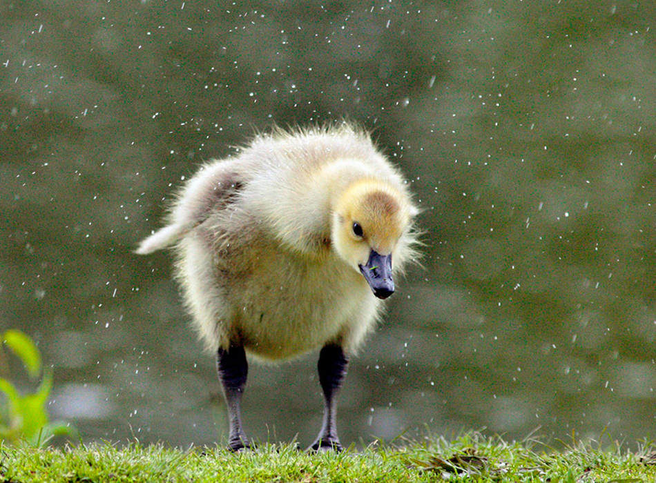 纽约米德尔顿戴威基公园，一只小鹅在雨中寻找食物。