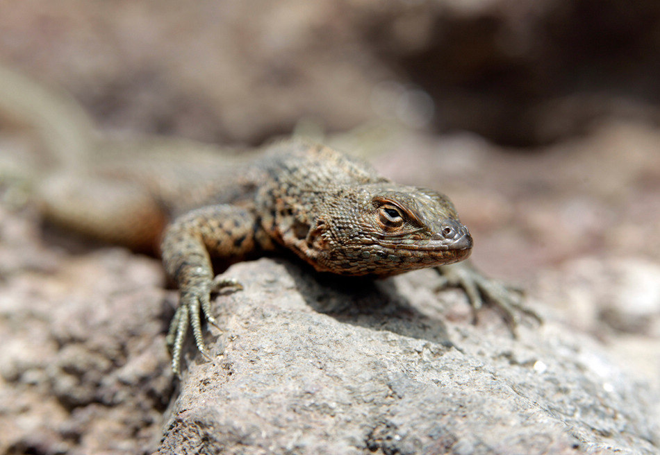 厄瓜多尔的加拉帕戈斯岛上，一只蜥蜴享受着日光浴。