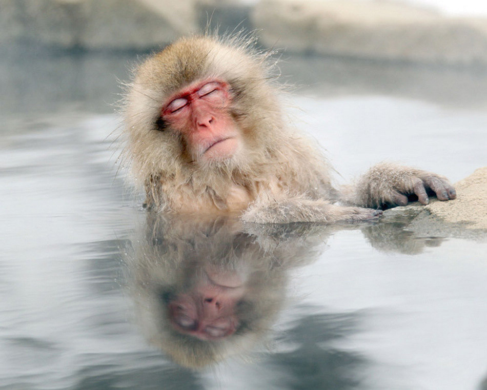 日本受寒流影响气温骤降，长野县地狱谷的雪猴也不堪严寒，跳进温泉取暖。