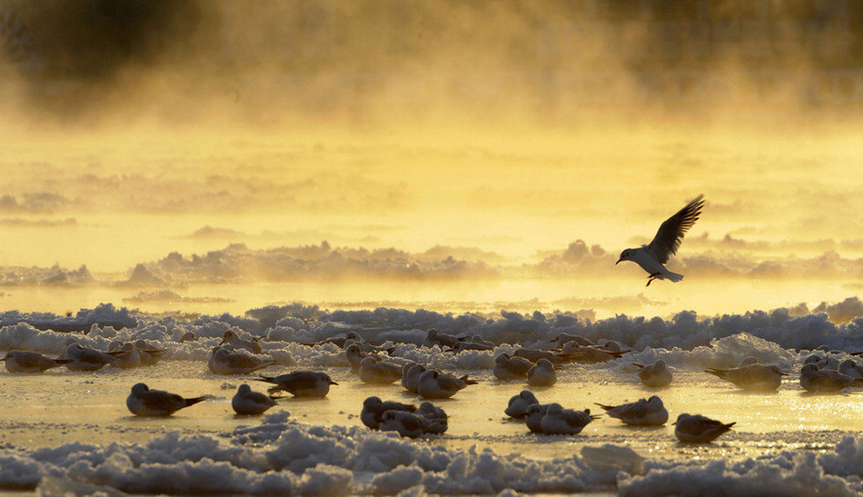 德国德累斯顿市易北河，部分河水已经凝冻，鸟儿们落在冰面上。