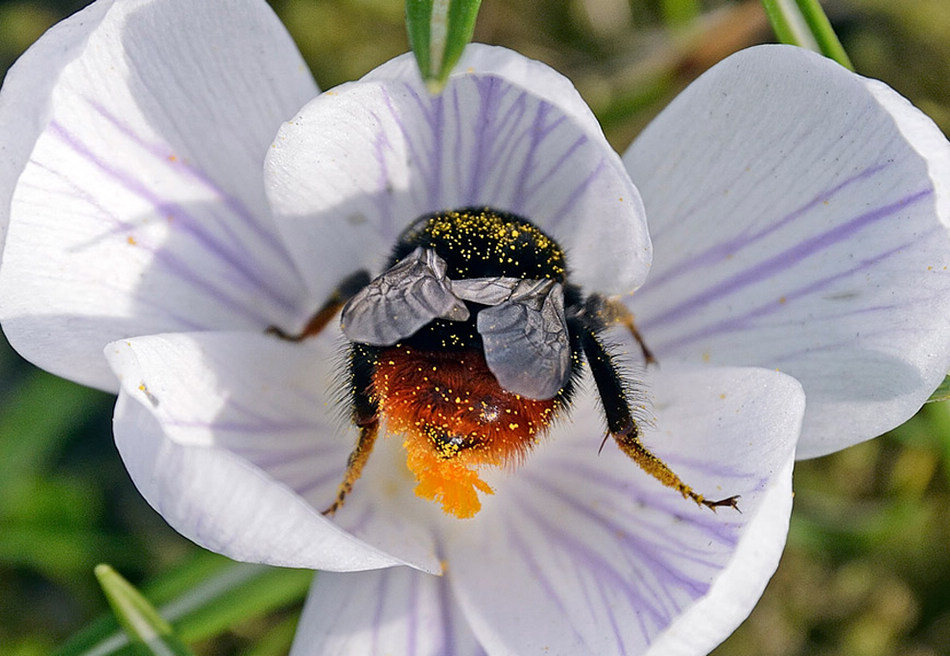 春季的第一天，德国盖尔森基兴市，一只大黄蜂从盛开的番红花中采集花粉。