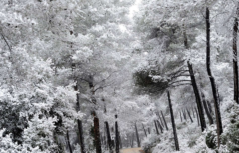西班牙鲁比市，树木被冰雪覆盖，银装素裹。