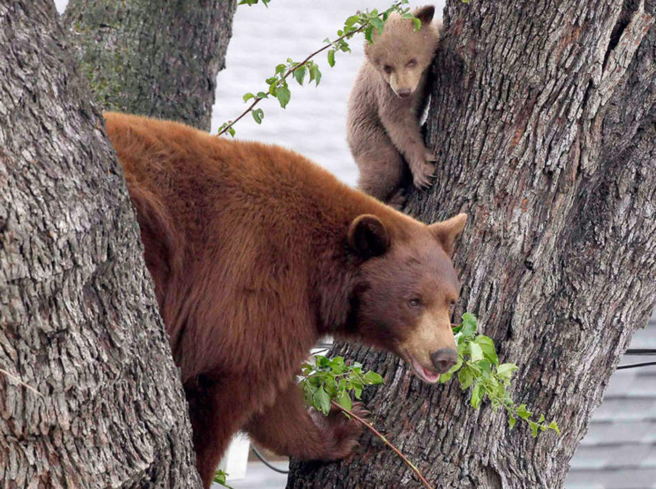 美国加利福尼亚州阿尔塔迪纳地区，一头母熊和她的两个幼崽被直升机的噪音所惊吓，爬上一棵树后警惕地向外张望。