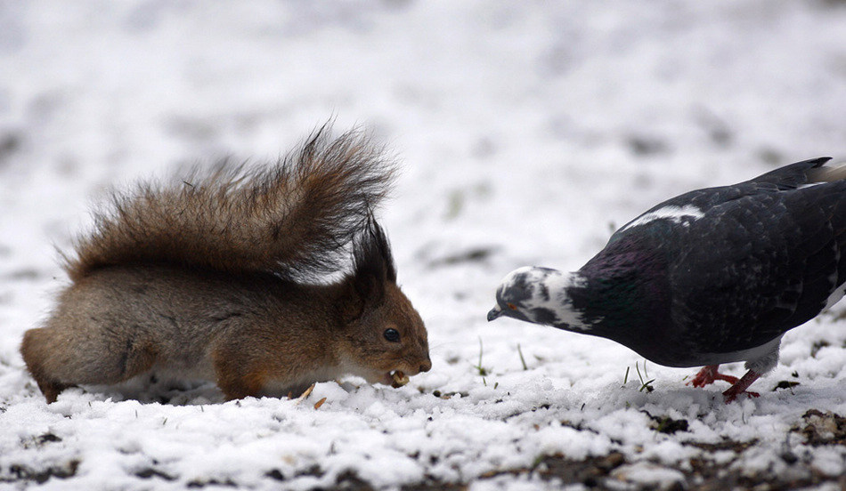 白俄罗斯明斯克中央公园，一只松鼠正为捍卫自己的食物与鸽子较量着。