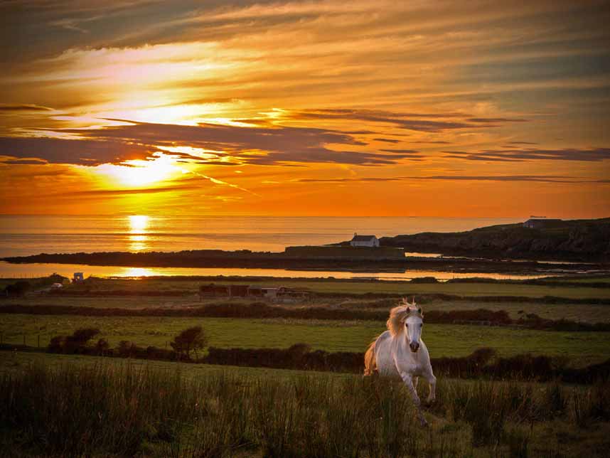 英国安格尔西岛，夕阳下的白马。