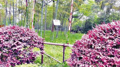 图为：青山公园的竹林贴有“竹林喷药，请勿入内”的警示牌