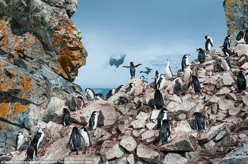 《企鹅之王》，参赛者Nancy Dowling，拍摄于南极洲Booth岛。