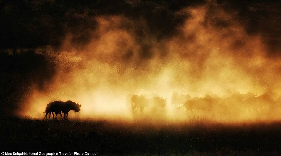 《尘埃中的影子》，参赛者Max Seigal。夕阳余晖中，一群奔跑的牛羚扬起地上尘埃，它们的影子若隐若现。