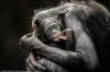 《母爱》，参赛者Graham McGeorge。表现黑猩猩母亲对幼崽的爱与呵护。