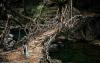 　　印度，乞拉朋齐，活树桥。在印度梅加拉亚邦的深山里，可以看到一种不同寻常的“鬼斧神工”之景。这里，人们不用建桥，桥便自己“长”了出来。乞拉朋齐一年降雨多达50英尺(约合15000毫米)，普通的木头桥很容易被如此富足的雨水腐蚀。五百年前，当地居民便开始利用空心竹引橡皮树的根藤跨越河流，直到它们在对岸生根。这样，一座天然桥就完成了。
