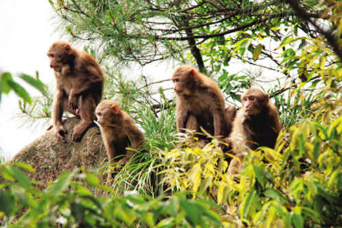 九华山猴子曾咬伤孕妇致其流产