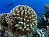 法属波利尼西亚海域，法属波利尼西亚海域马尼希附近成簇的鹿角珊瑚。