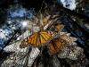 墨西哥，成百万的墨西哥帝王蝶向冬季栖息地迁徙。