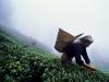 印度大吉岭，印度大吉岭的妇女在采集茶叶。