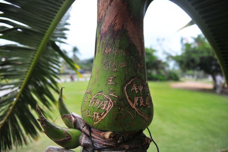 2013年02月25日，海南省三亚市，许多景观植物不是被刻上了名字就是写上情侣们在此山盟海誓的字样。