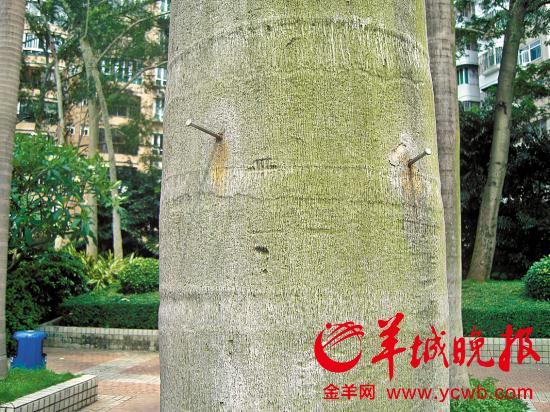 市民在树上钉钉子,方便挂东西