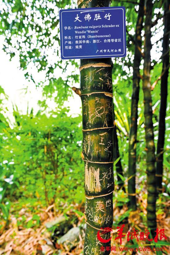 广州天河公园内的一棵翠竹,竹身满载游客的“题字”