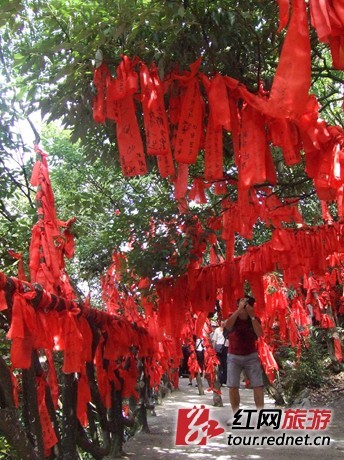 红布条形成的“红树林”，已成为天门山景区的一道亮丽风景。