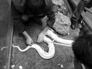 现场给“小乖乖”量身长