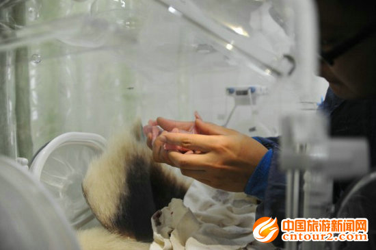 国家旅游局局长邵琪伟为四川全球首对大熊猫双胞胎幼仔取名