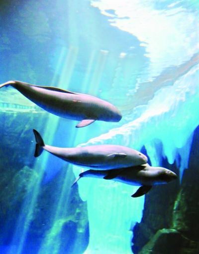 三只海江豚在水中游弋记者高宝燕 摄