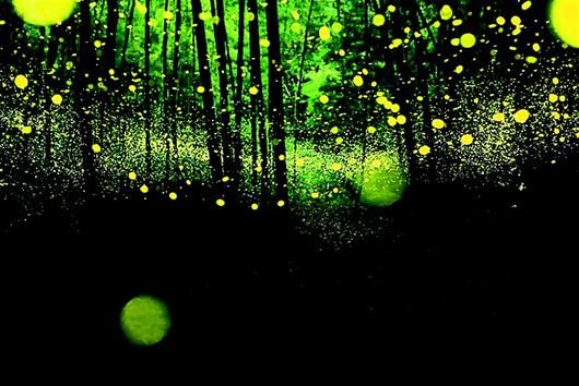 图为：青岛中山公园湖心岛上有一个黑色棚子，像个巨大屏幕，市民可以观赏萤火虫的闪亮表演