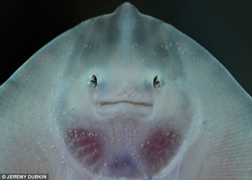 团扇鳐的“眼睛”其实是腮,它们的眼睛长在前方。