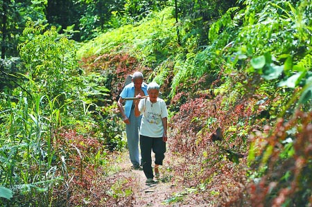 长寿区江南街道天星村，雷卓礼和妻子黄茹杰走在“爱情小路”上。