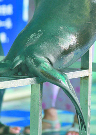 海狮辛蒂的尾部有几处被打的疤痕