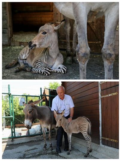 意大利斑马和驴子“跨界恋爱”产下“斑驴”