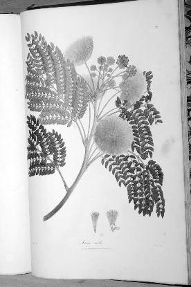 在1831年出版的《亚洲的稀有植物》，颜色鲜艳如新