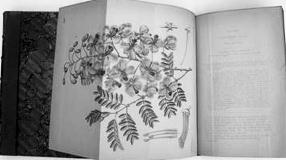 《英国皇家植物志》最早的卷册1787年出版