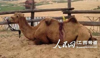 骆驼受伤跪卧在沙地