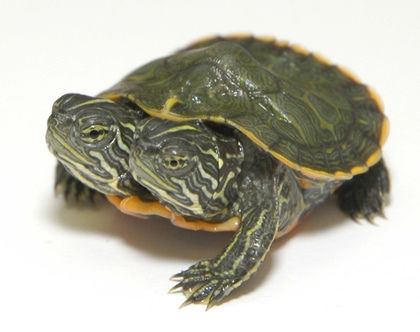 美国双头龟共享4条腿和1龟壳动物园起名伤脑筋