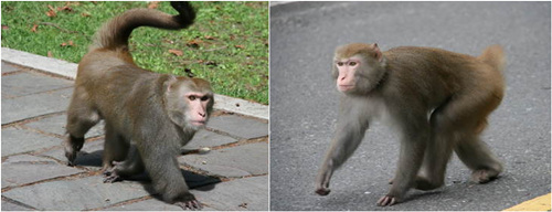 台湾玉山公园猕猴攻击游客致9人受伤(图)