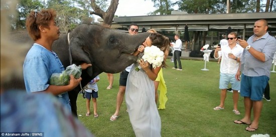 Intimate: The three-year-old creature grabbed the bride with its trunk and took her into its embrace
