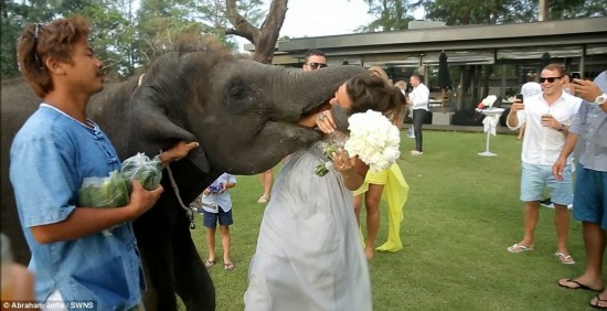 Munch: The elephant put the woman