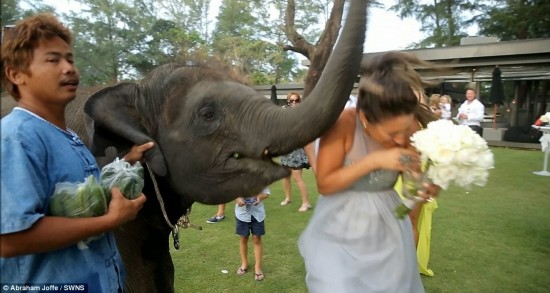 Escape: She managed to disentangle herself and get away from the overly friendly pachyderm