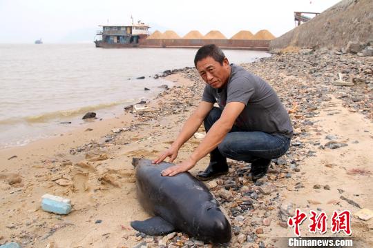 江西鄱阳湖水域发现一头死亡江豚重达上百斤（图）